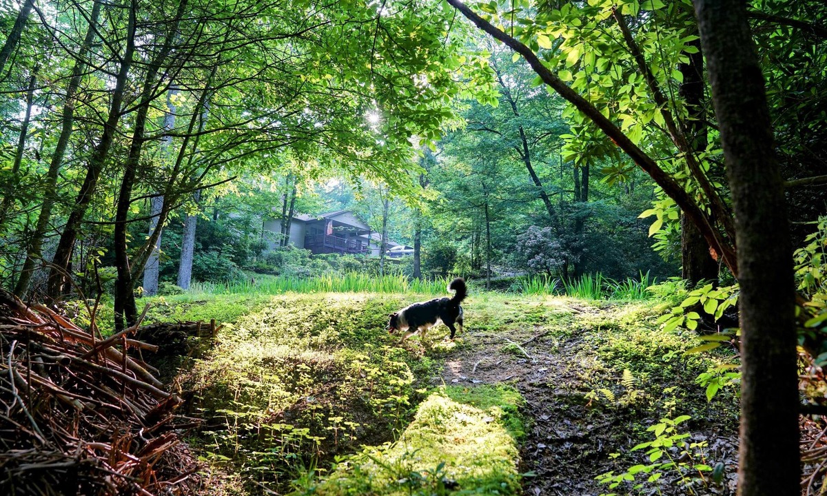 Brevard House | Beautiful Brevard Waterfall Home with Private Nature Trails, Dog Friendly