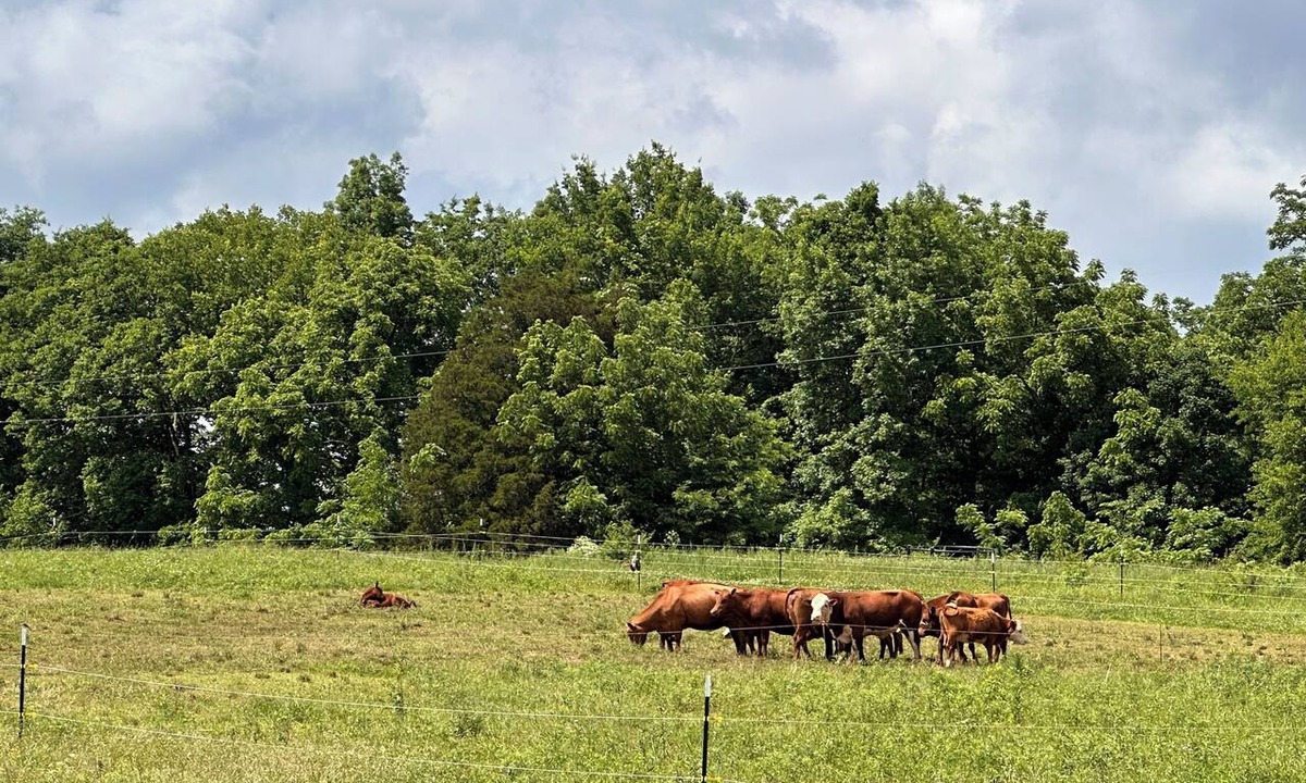 Fredericktown House | Conestoga Covered Wagon at Cherrywood Farm - Oakheart