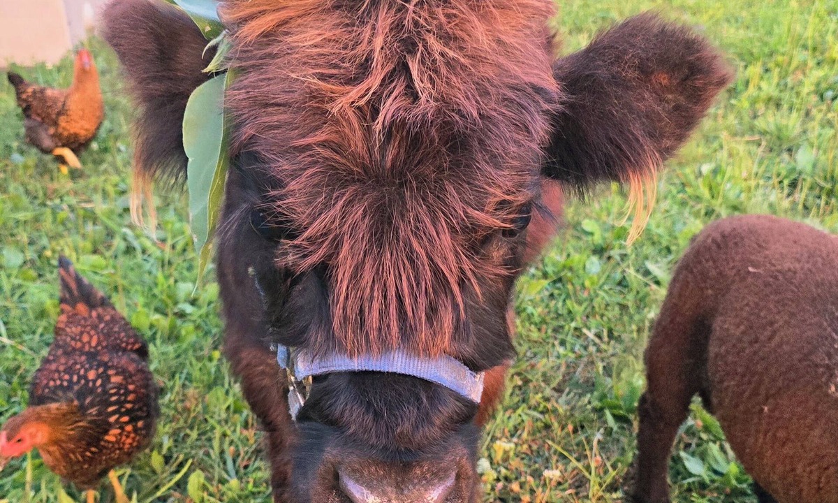 Randolph County House | Farm Stay/Petting Zoo RV Stay
