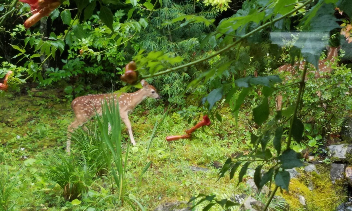 Pisgah Forest House | New listing promotion-Reunion in the NATURE, up to 8-people