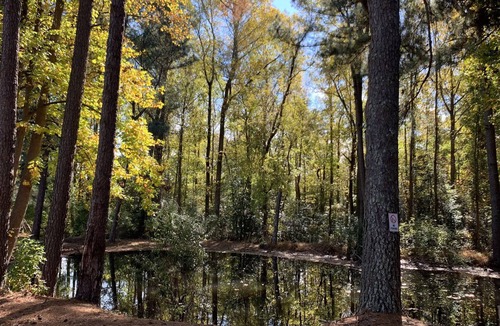 Willow Spring House | 3BR King Bed Tranquility ❤️Pond & Screened Porch