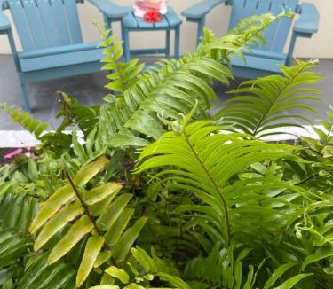 Rock Ridge House | Conch Shell Cabana