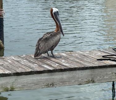 Goodland House | Harbor Place Boathouse BRAND NEW