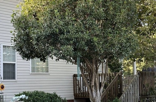 Aiken Cottage | Horse country in a beautiful, cozy, pool house. You will love your stay.