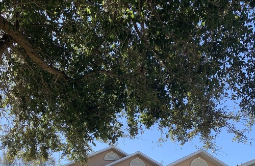 Orlando House | Lake Nona Home Near Medical City