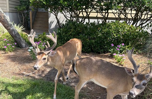 Saint Helena Island Villa | Pet Friendly, Beautiful marsh views - 186 Beach Club Villa