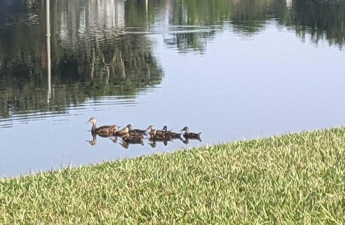 Port Saint Lucie Apartment | Port Saint Lucie A Little Piece Of Heaven- Peaceful Lake view Apartment- 1 min from I95 and Turnpike