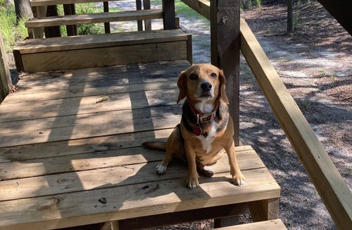 Folkston House | Skip’s Rustic River Cabin near Okefenokee Swamp
