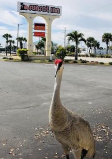 Fort Pierce Hotel | Sunset Inn- Fort Pierce, FL