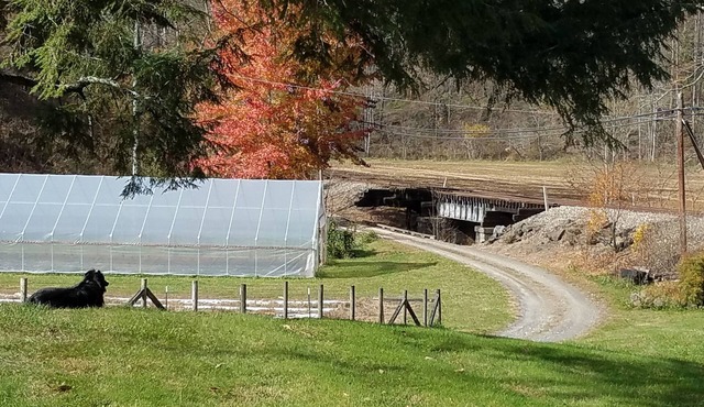 Mountain Living on the Farm by the Creek with Fishing