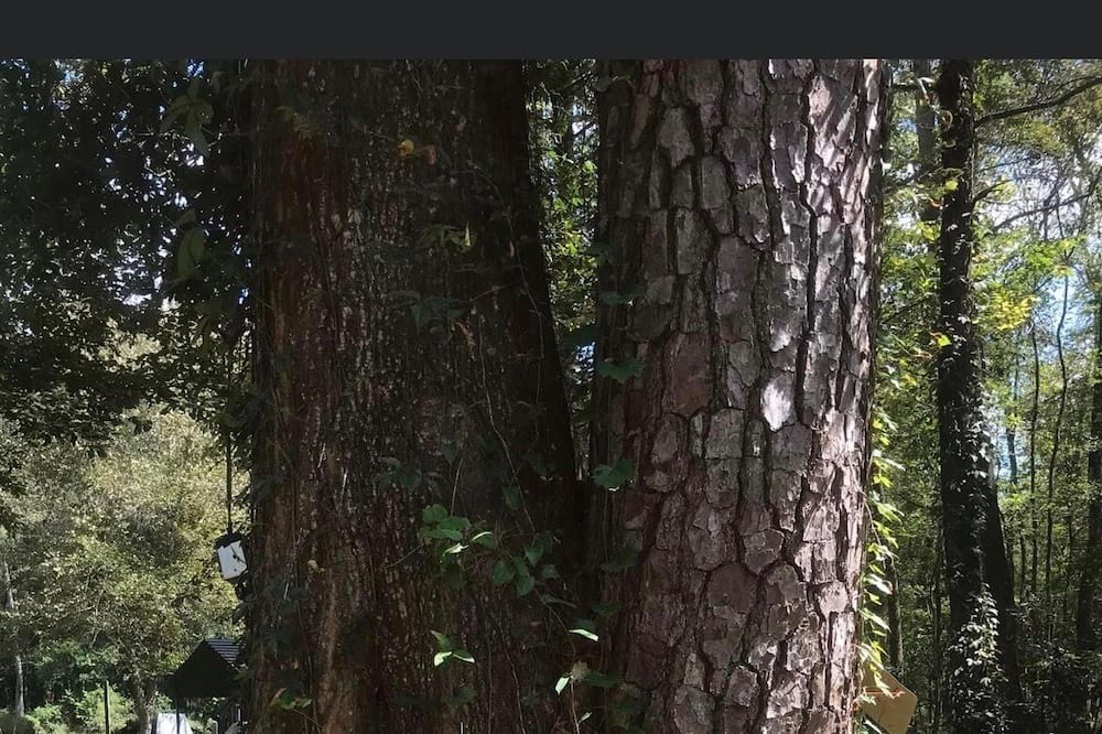 Photo of Outdoor in Orangeburg County