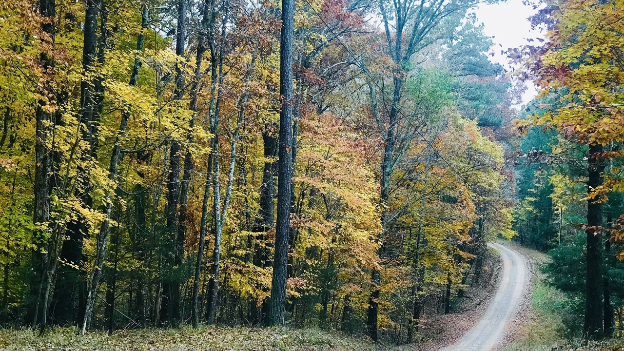 Photo of Outdoor in Chapin