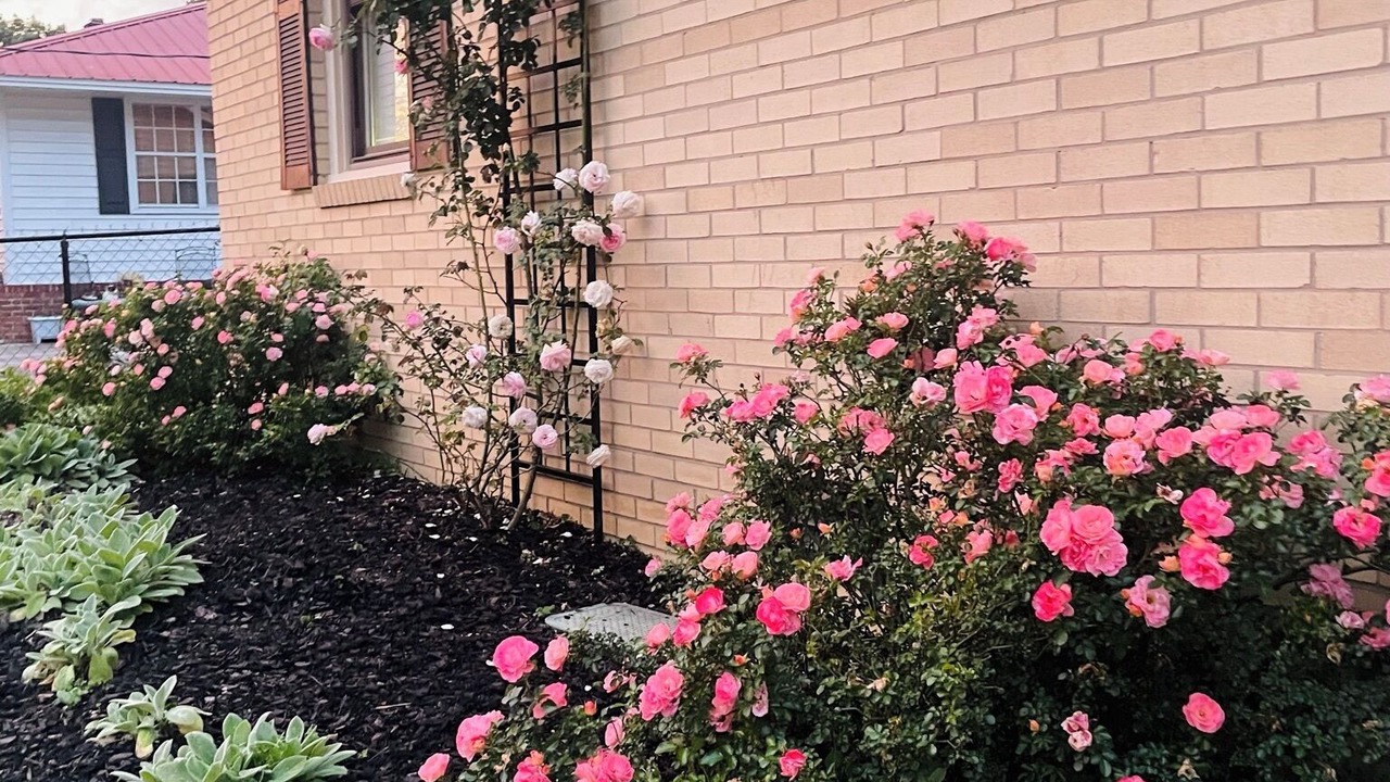 Photo of Outdoor in Belvedere