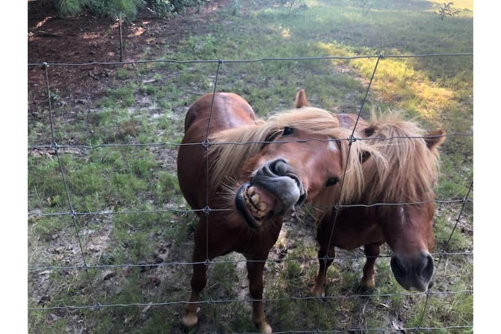 Photo of Outdoor in Aiken