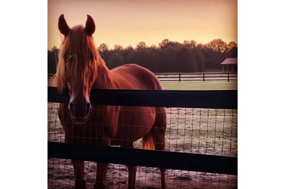 Photo of Others in Aiken
