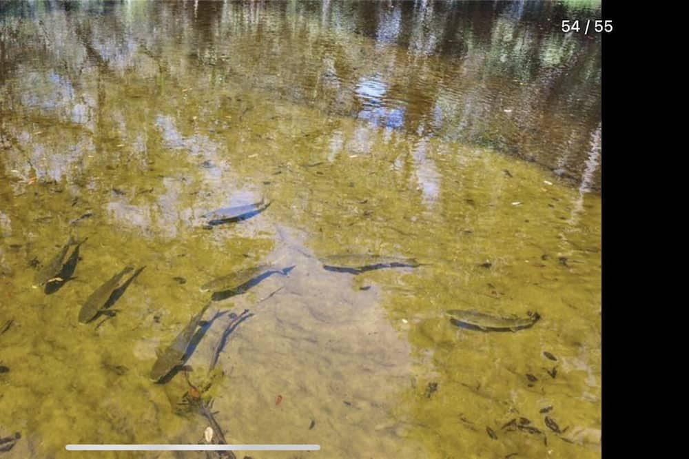 Photo of Others in Fish Hawk