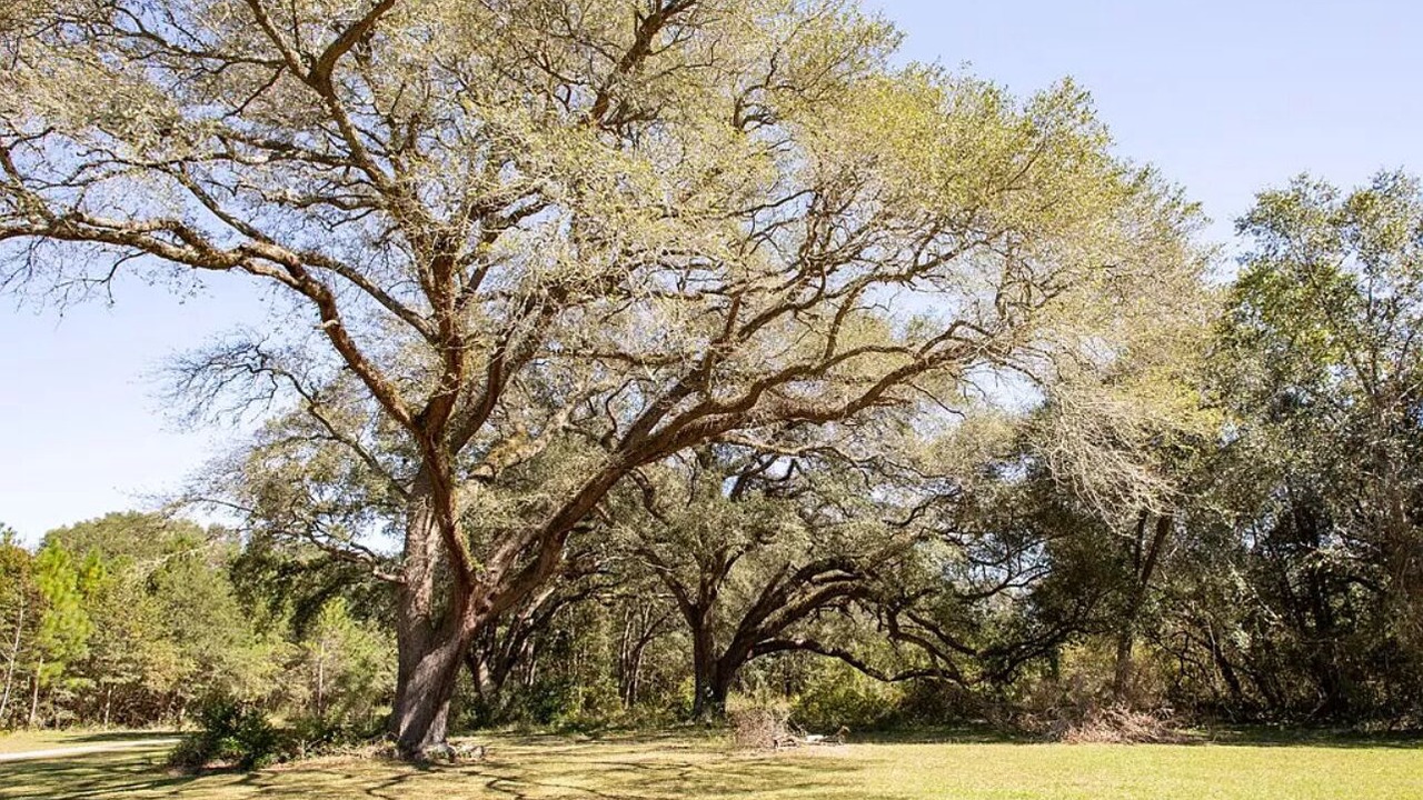Photo of Outdoor in Blackshear