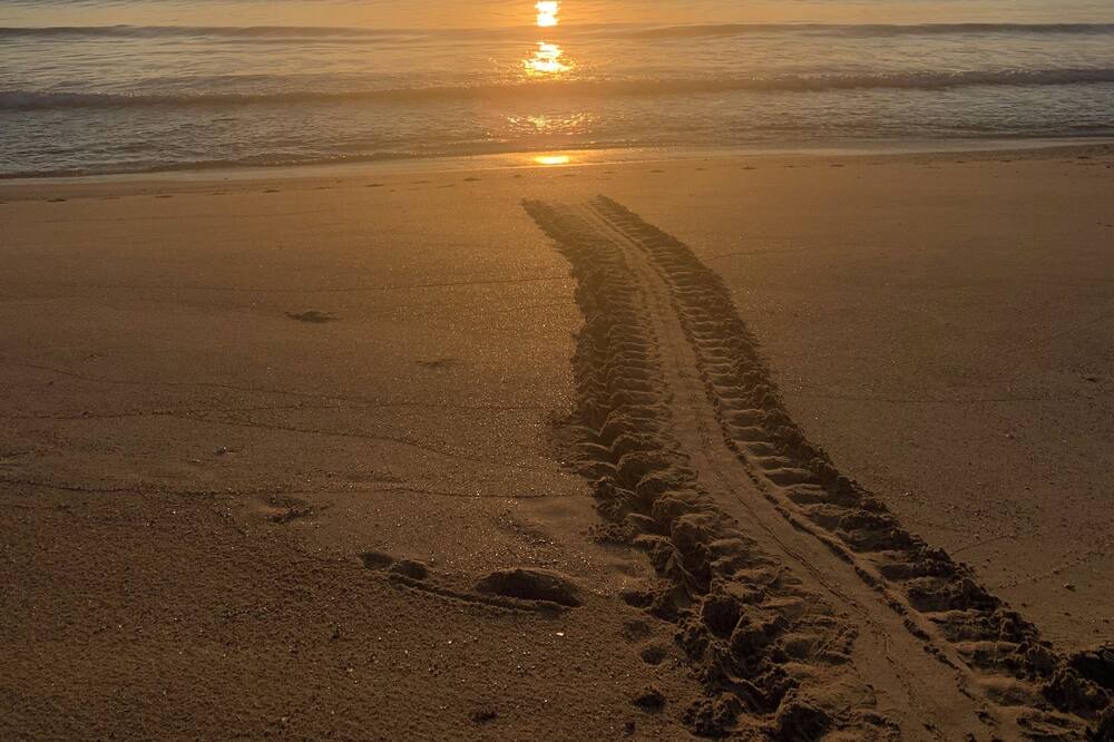 Photo of Others in Melbourne Beach