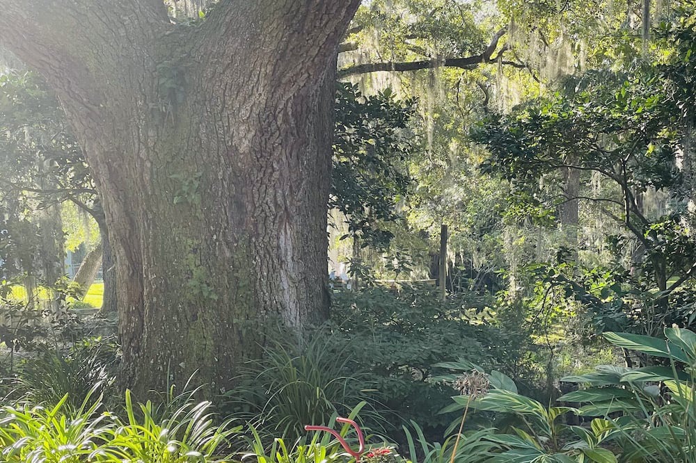 Photo of Outdoor in Johns Island