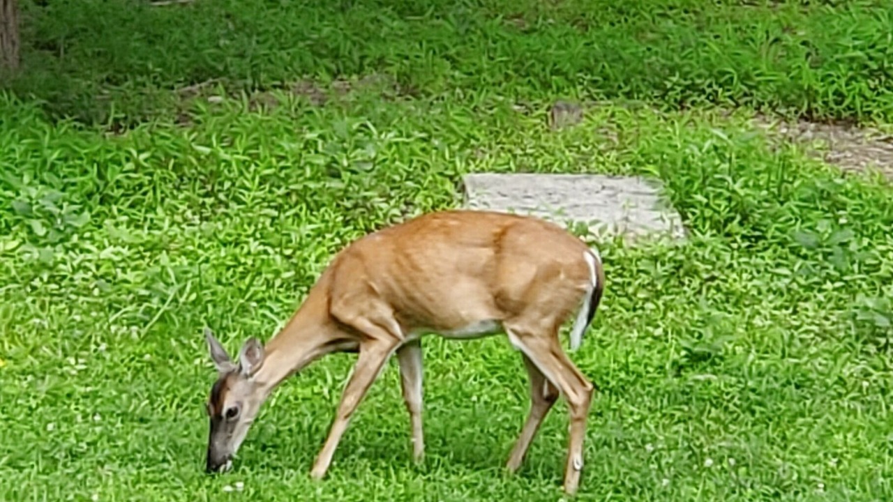 Photo of Outdoor in Raleigh