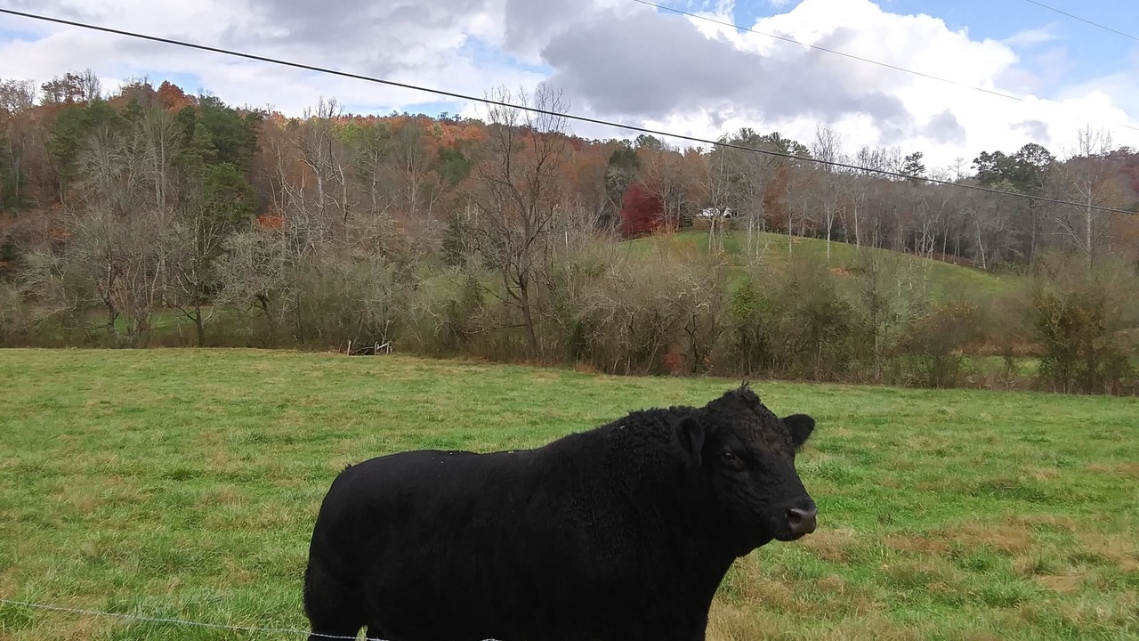 Photo of Outdoor in Murphy