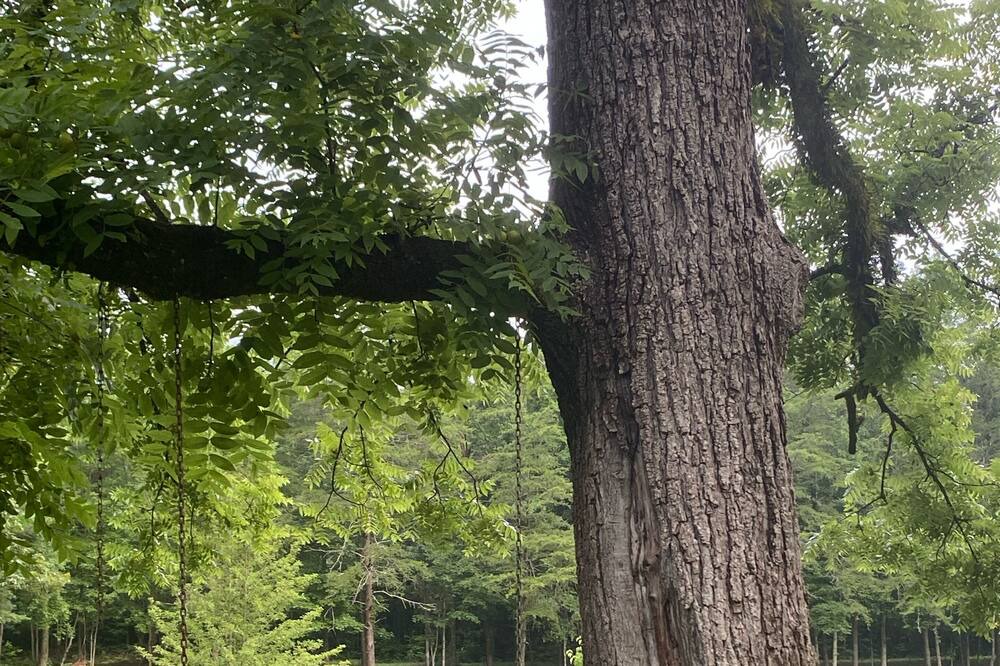 Photo of Outdoor in Pickens