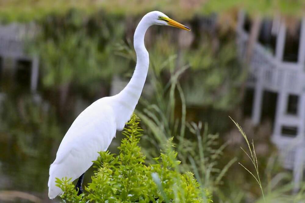 Photo of Others in Saint Helena Island