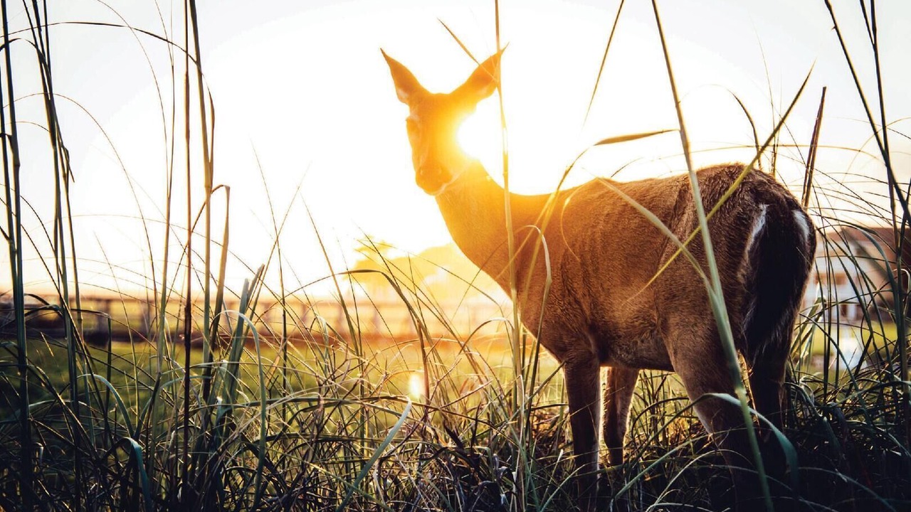 Photo of Others in Bonito Boathouses