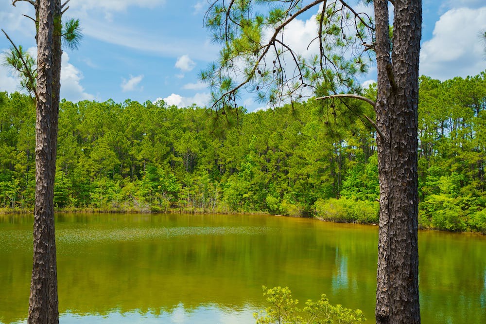 Photo of Outdoor in Socastee