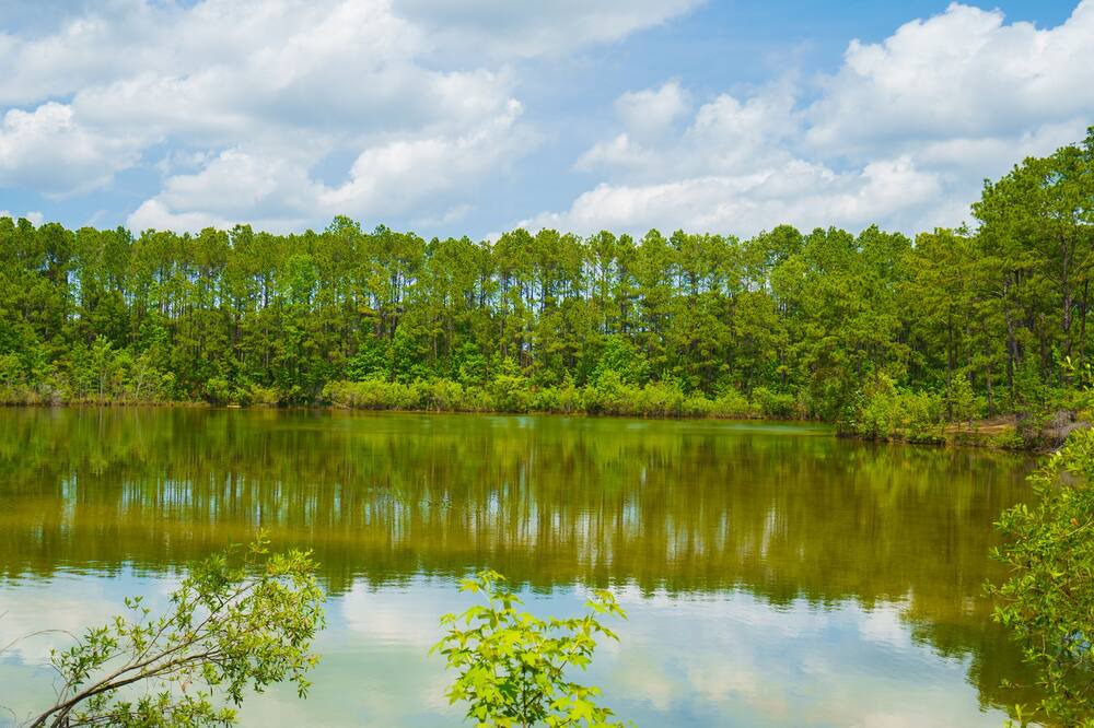Photo of Outdoor in Socastee