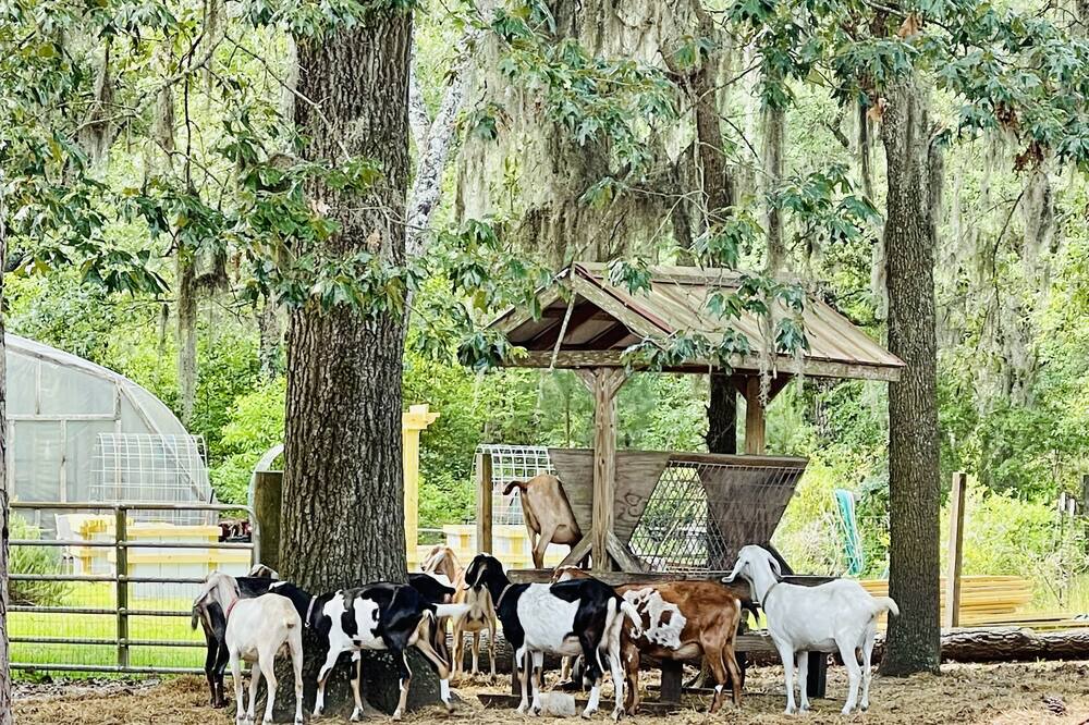 Photo of Outdoor in Daufuskie Island
