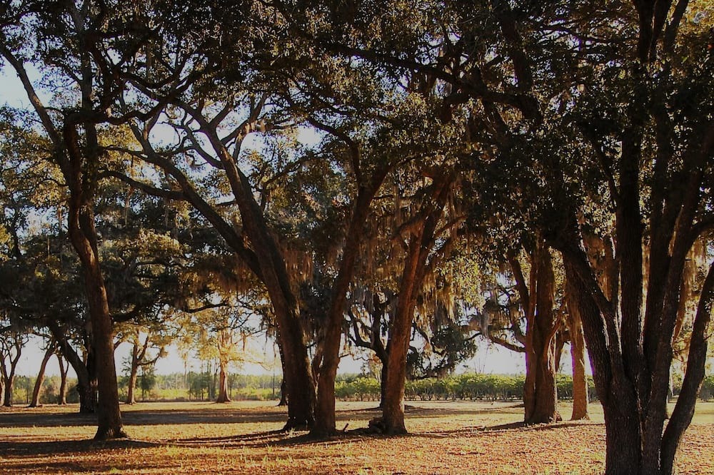 Photo of Outdoor in Folkston