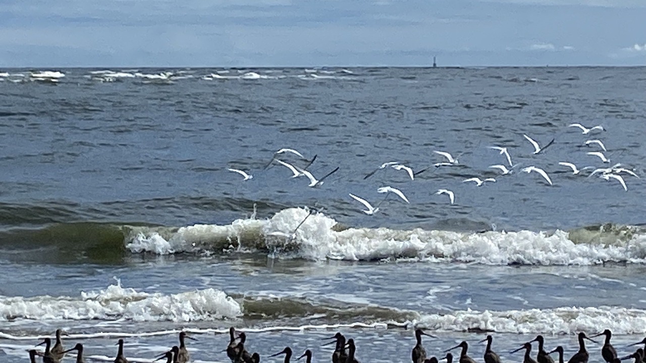 Photo of Others in Daufuskie Island