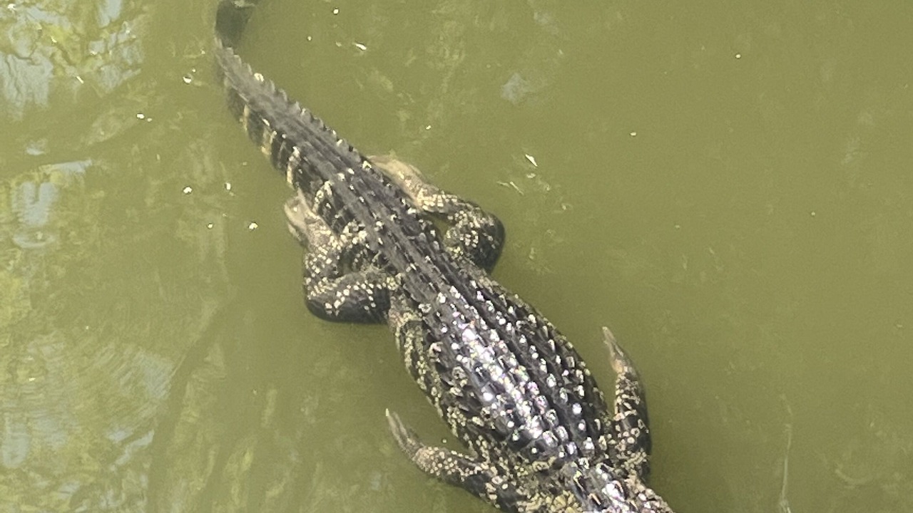 Photo of Others in Port Royal