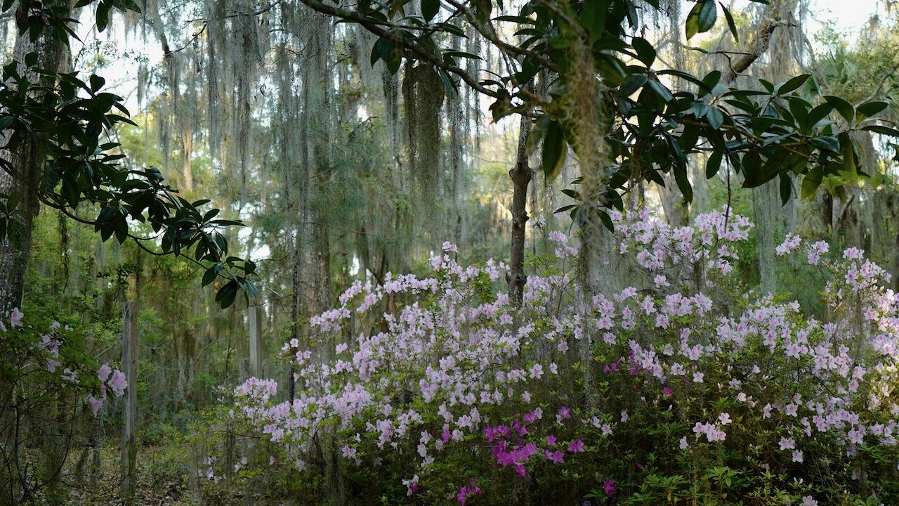 Photo of Outdoor in Daufuskie Island