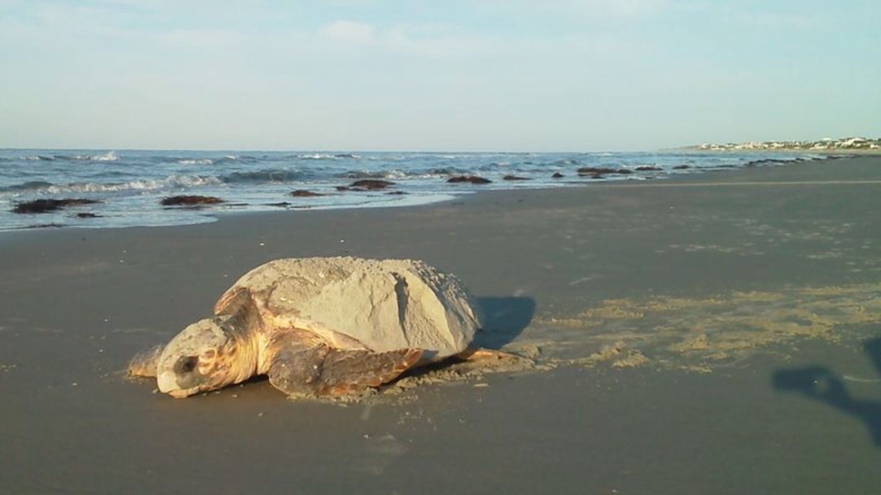 Photo of Others in Saint Helena Island