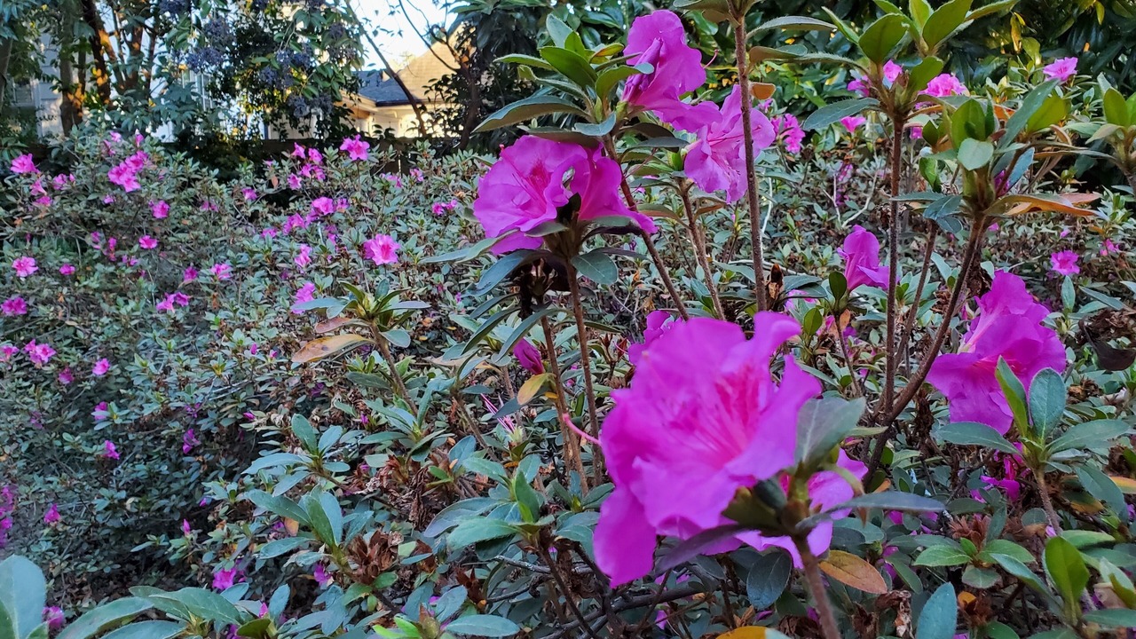 Photo of Outdoor in Forest Hills