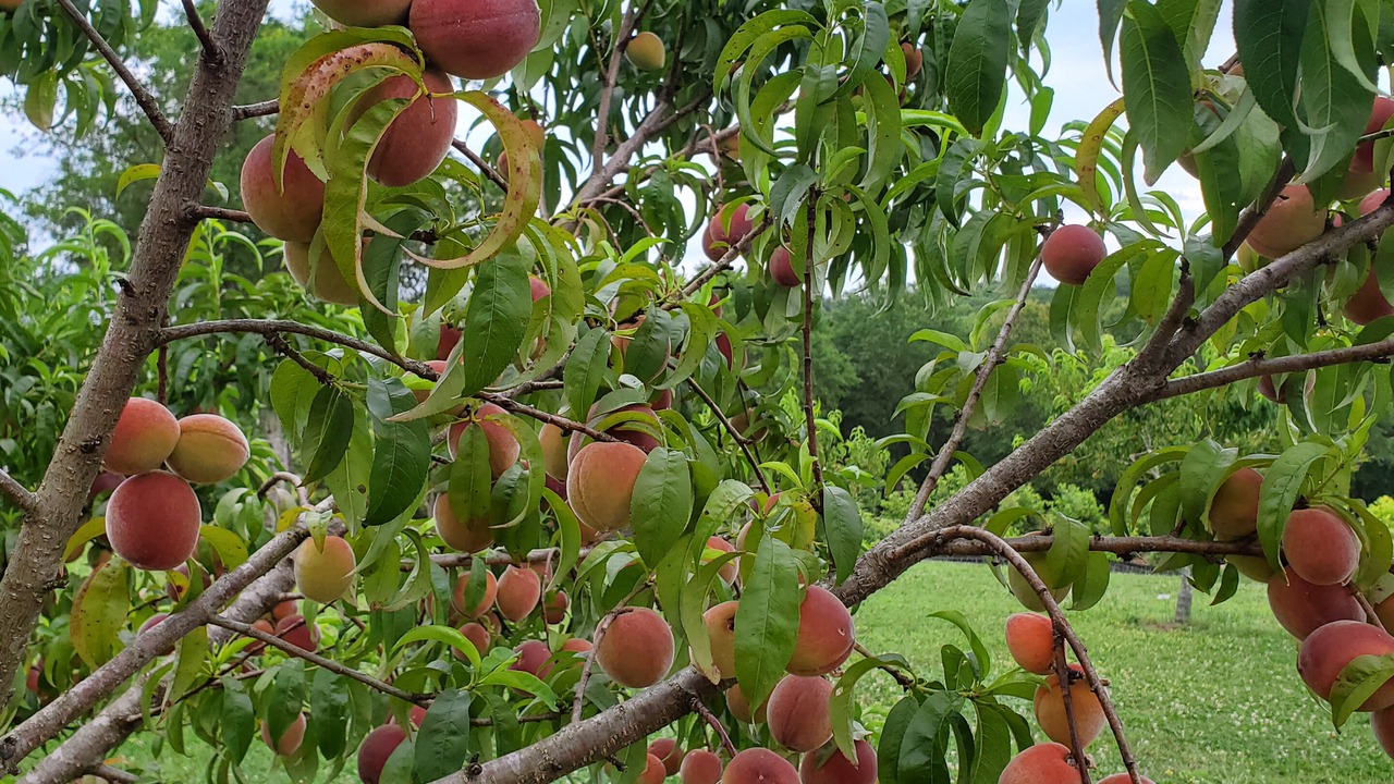 Photo of Outdoor in Taylors
