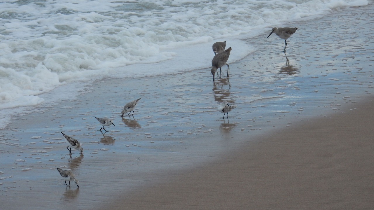 Photo of Others in Central Beach