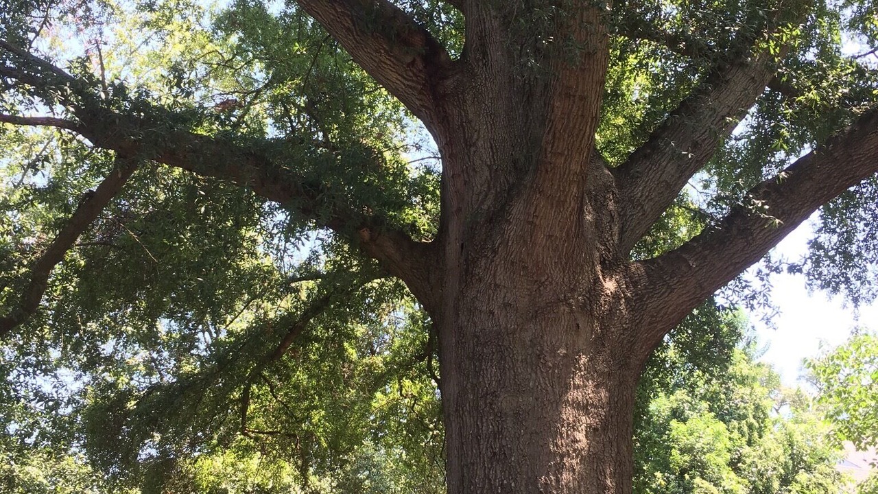 Photo of Outdoor in Summerville