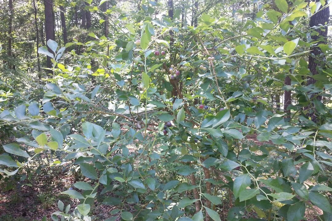 Photo of Outdoor in Tignall