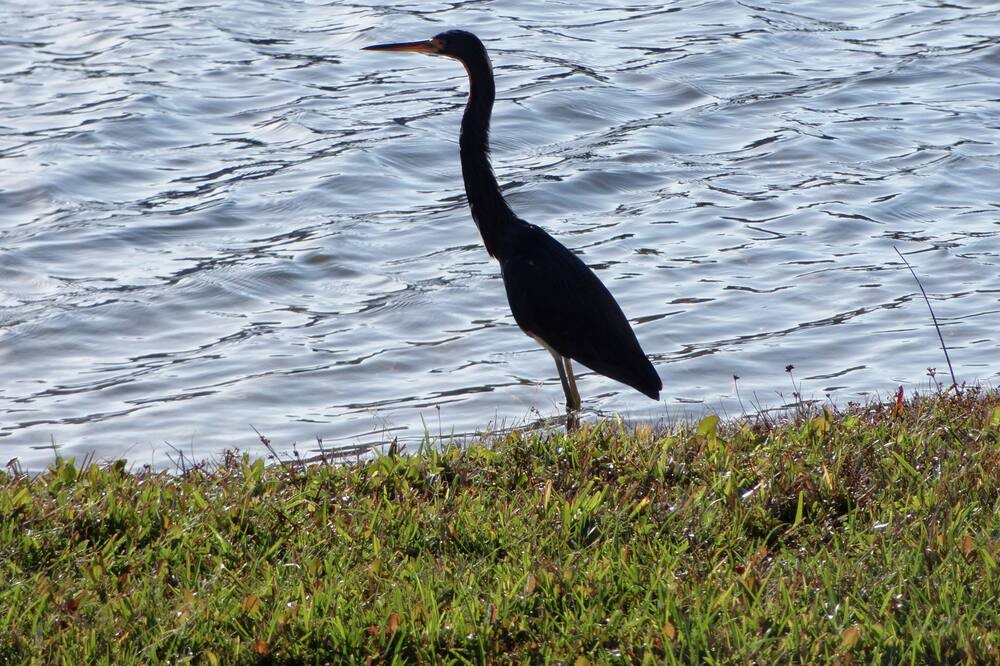 Photo of Others in Kings Lake