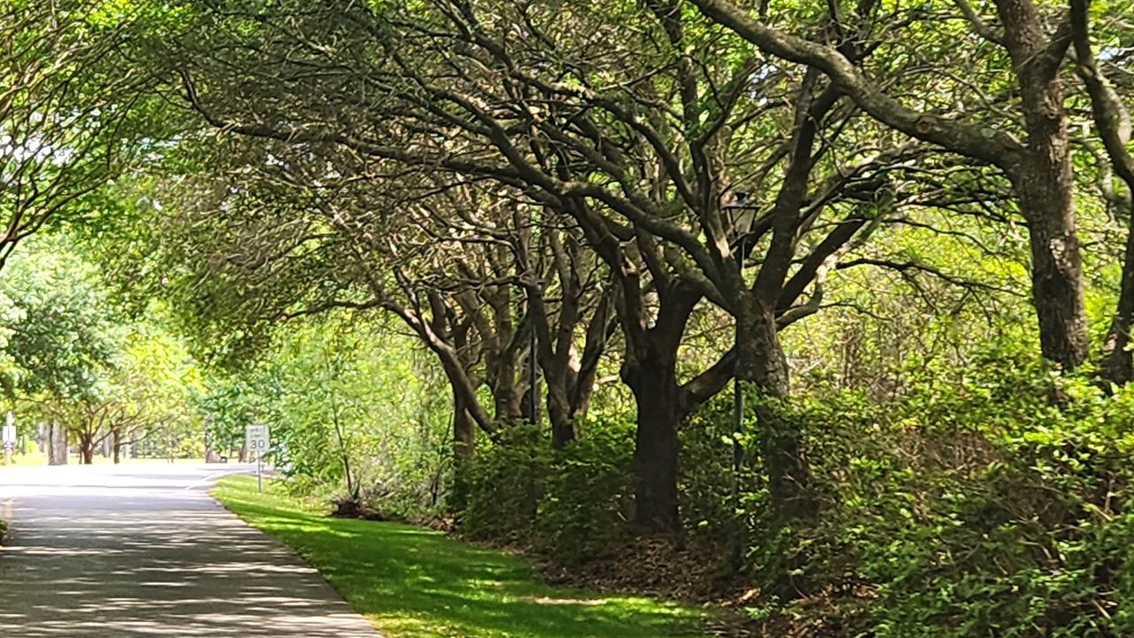 Photo of Others in Pawleys Island