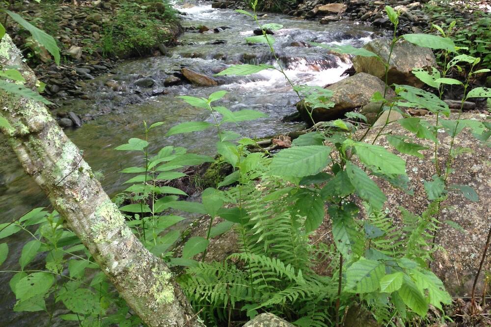 Photo of Others in Hayesville