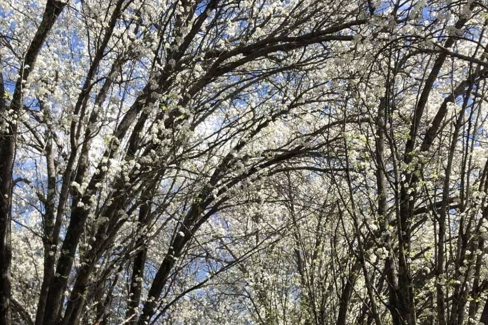 Photo of Outdoor in Greer