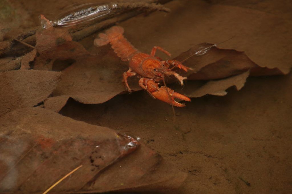 Photo of Others in Brevard