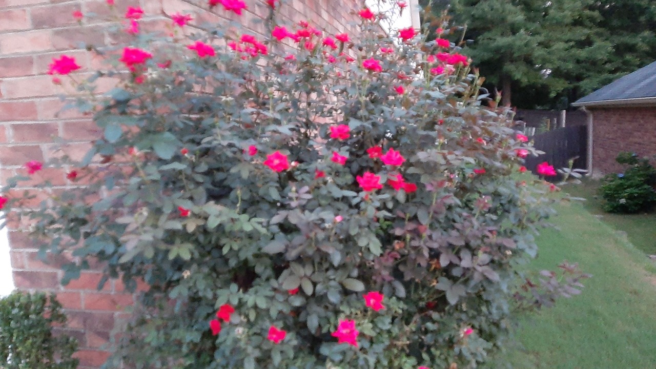 Photo of Outdoor in Aiken