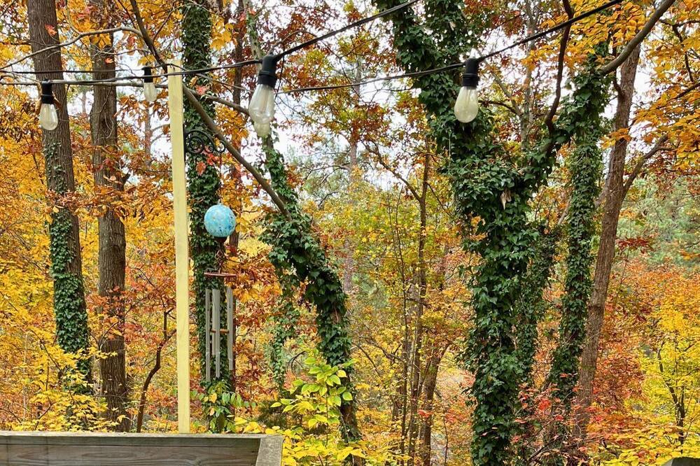 Photo of Outdoor in North Raleigh