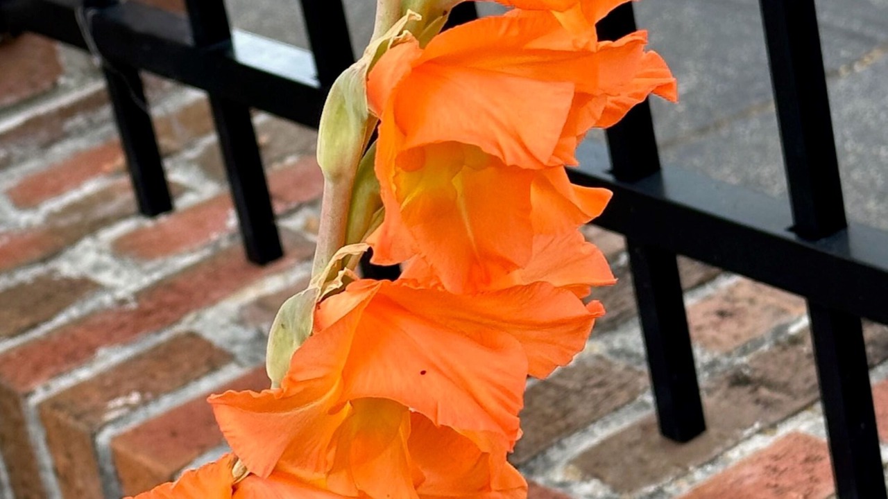 Photo of Outdoor in Northwest Raleigh