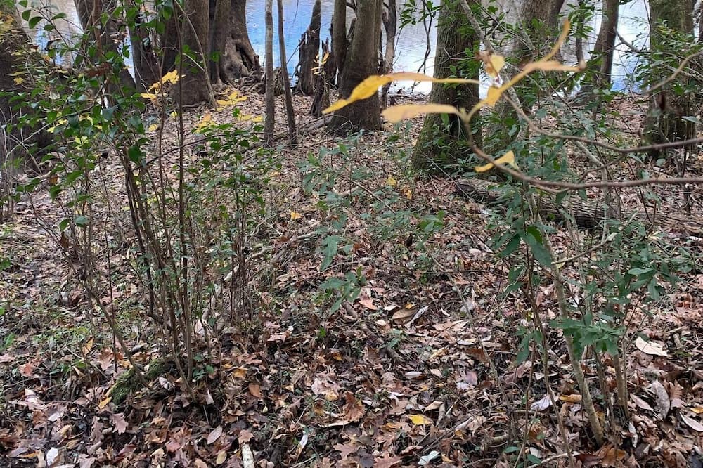 Photo of Outdoor in Jesup